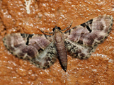 Eupithecia somereni